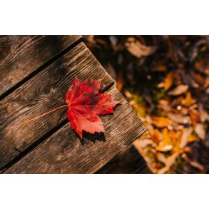 Sådan gør du din have klar til vinter