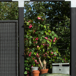 Plus Stlespalier - Maskestr. 10x10 cm m/kant